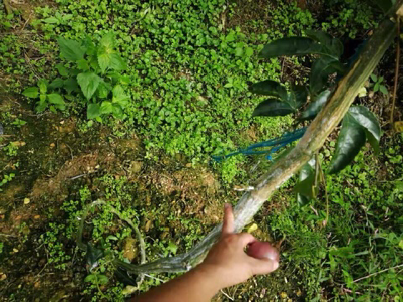 紫色百香果