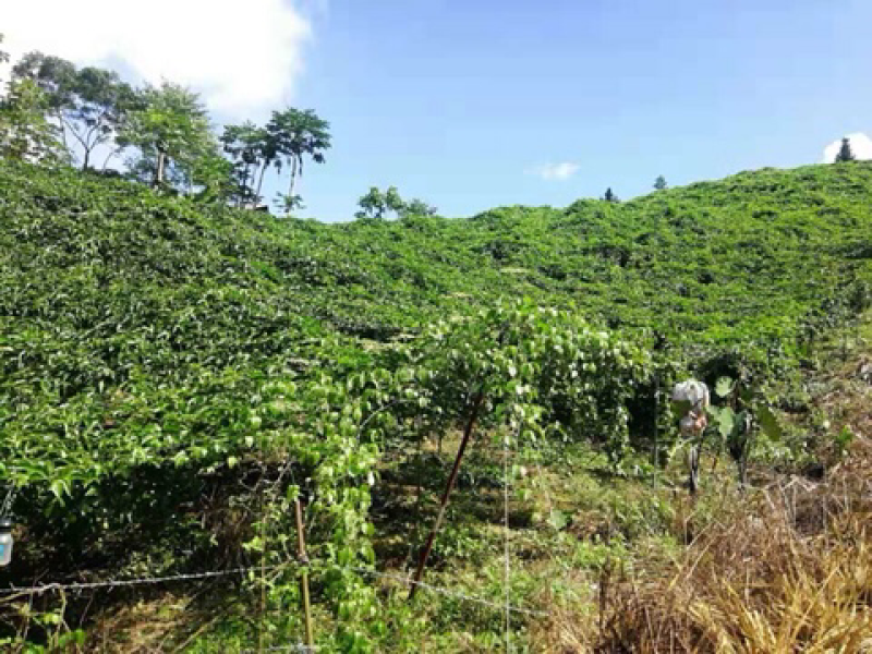 紫色百香果