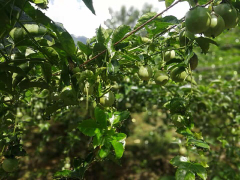 紫色百香果