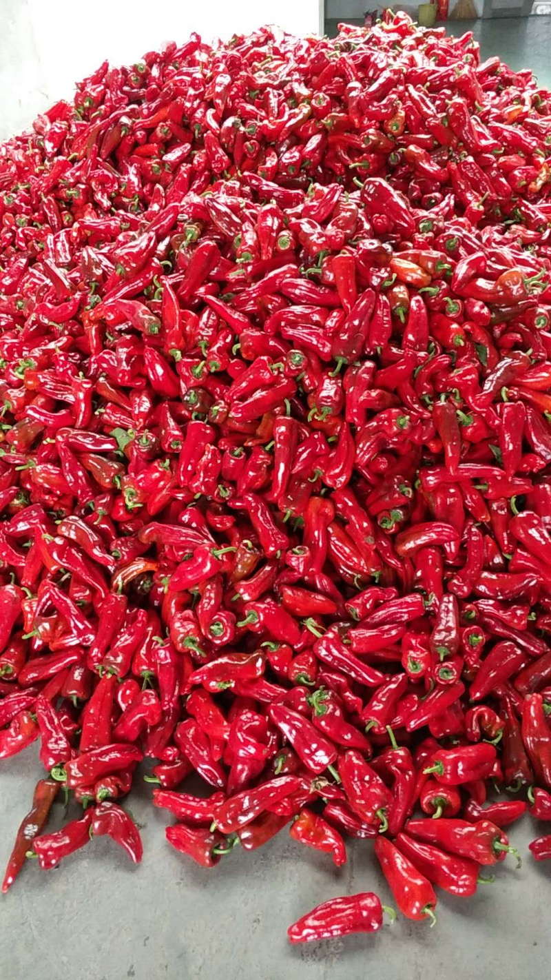 红椒15~20厘米微辣颜色红艳，货源充足欢迎进店选购