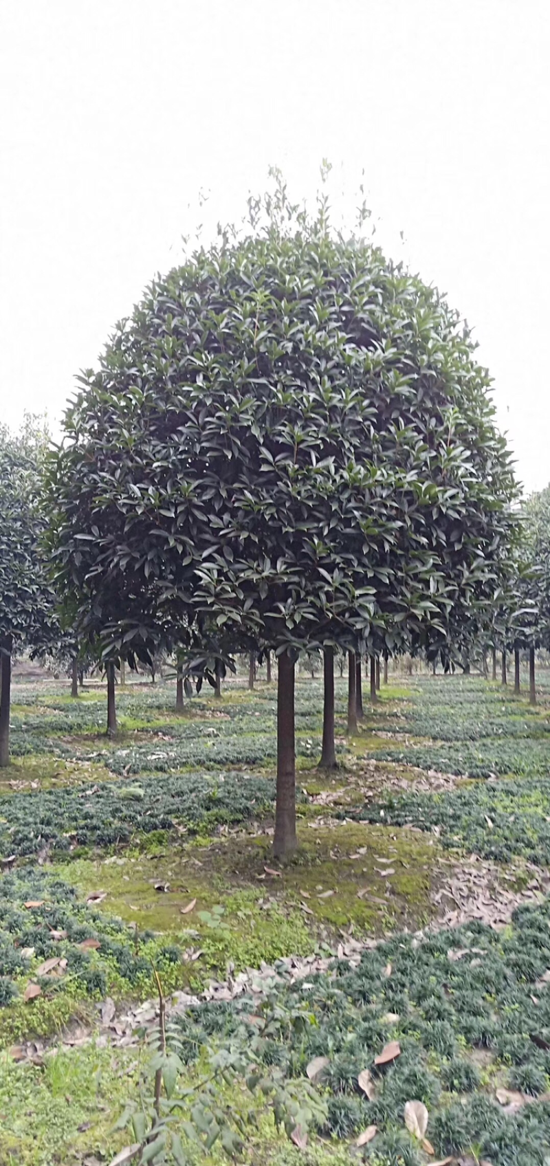 精品桂花，湖南桂花八月桂，四季桂，桂花球，精品丹桂
