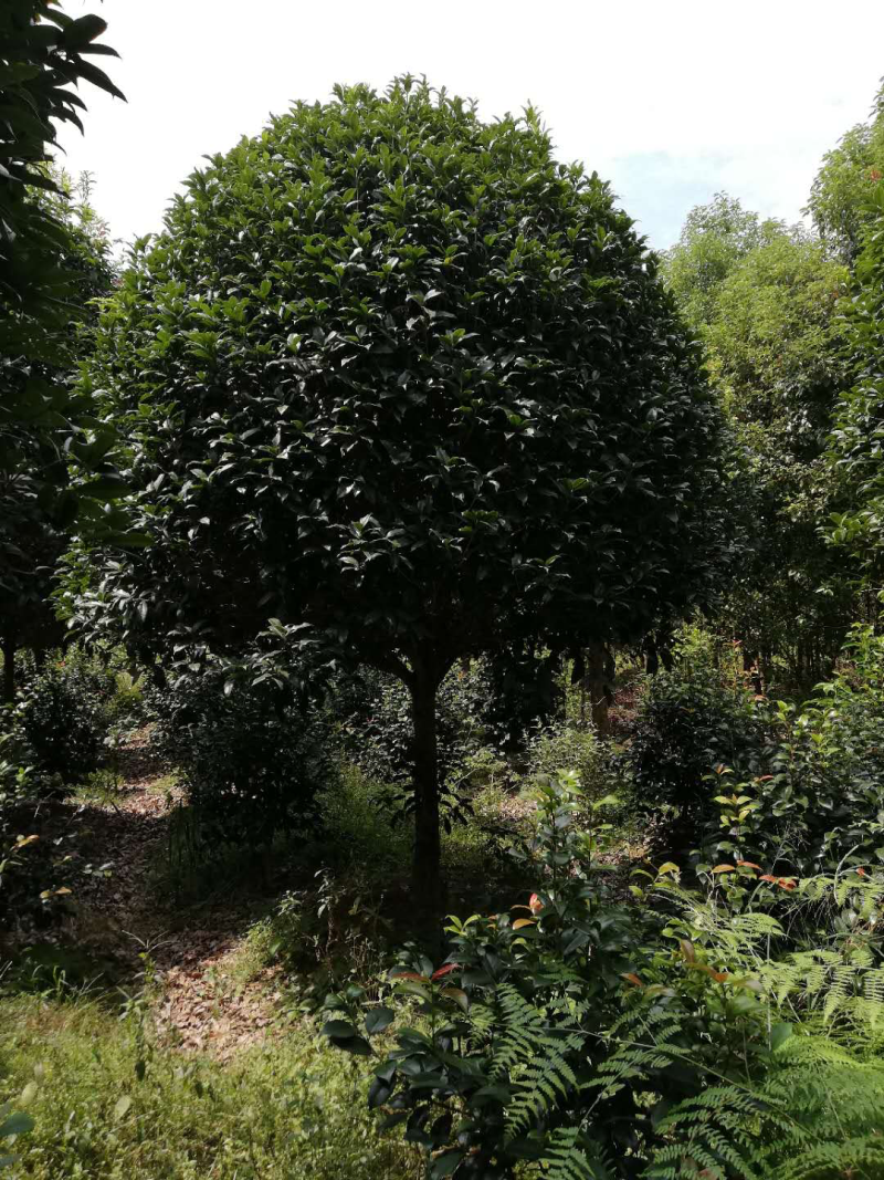精品桂花，湖南桂花八月桂，四季桂，桂花球，精品丹桂