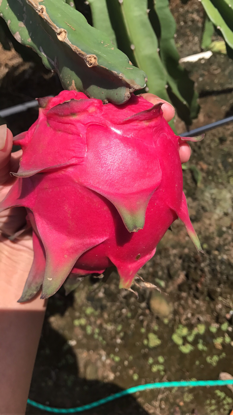 火龙果苗