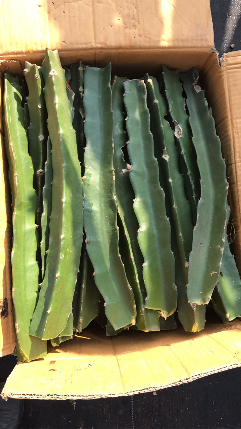 火龙果苗