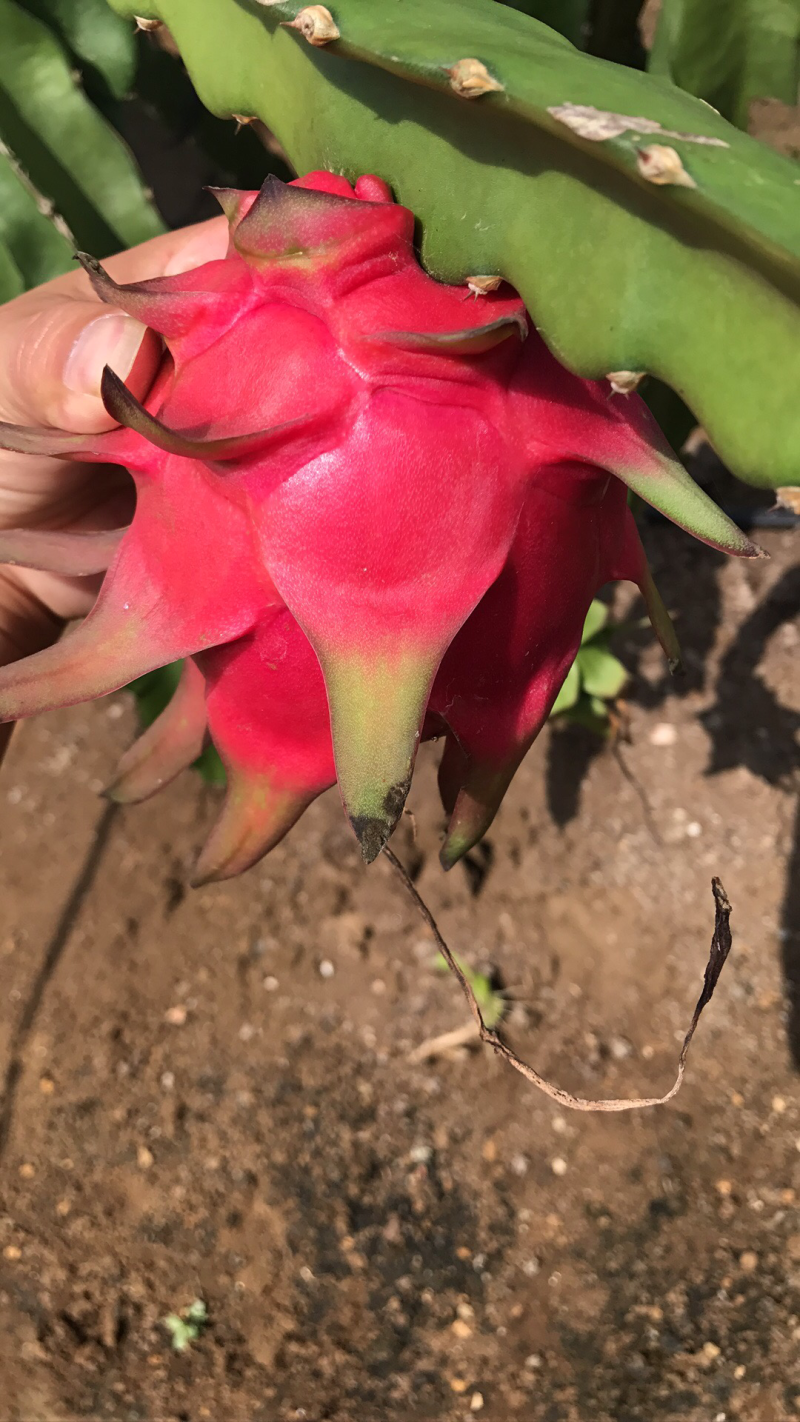 火龙果苗