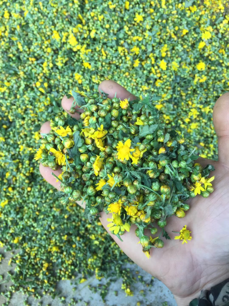 野菊花
