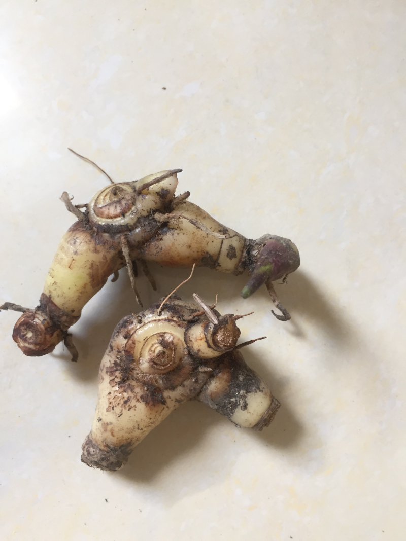 白芨：正宗紫花三叉大白芨