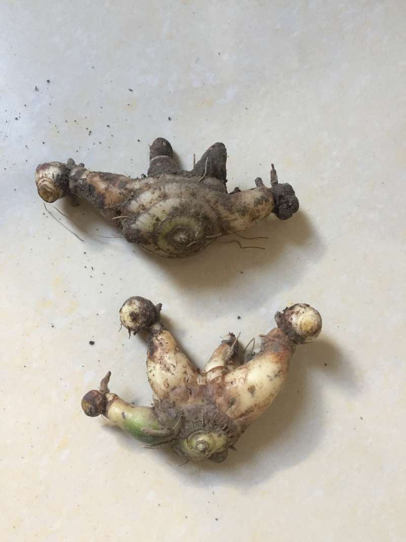 白芨：正宗紫花三叉大白芨