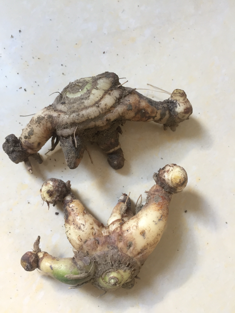 白芨：正宗紫花三叉大白芨