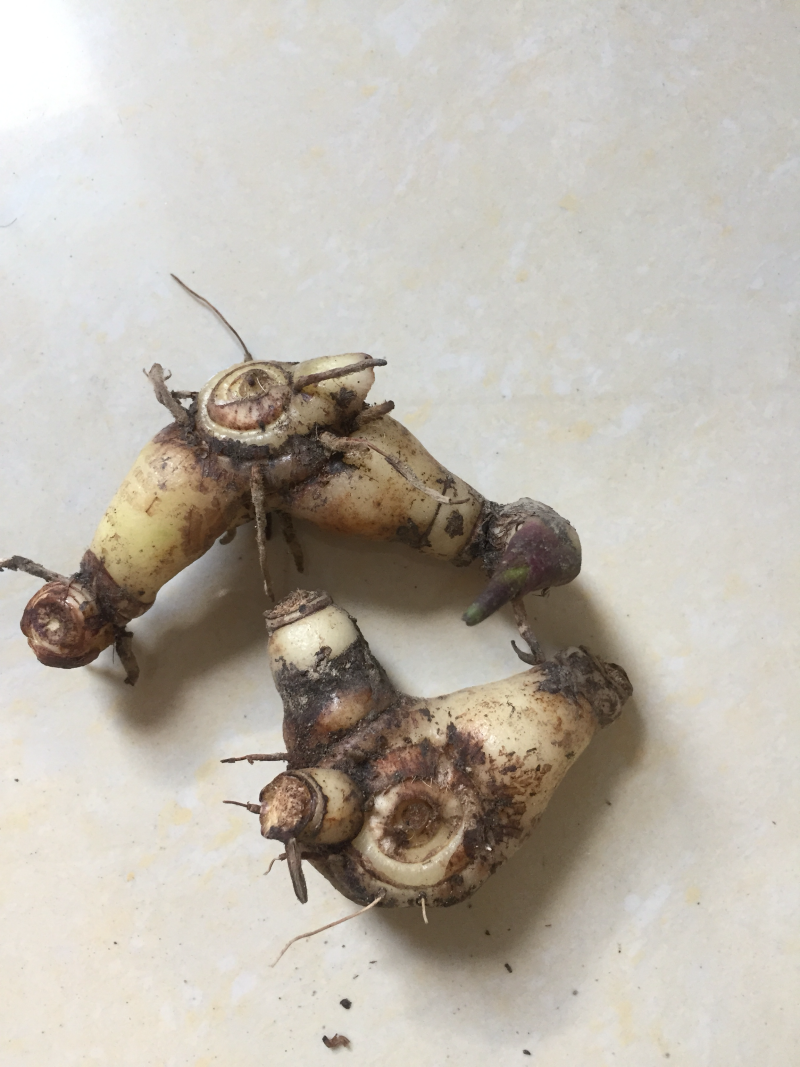 白芨：正宗紫花三叉大白芨