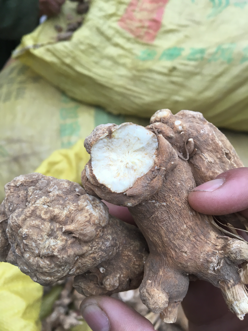白术精品新货价格美丽