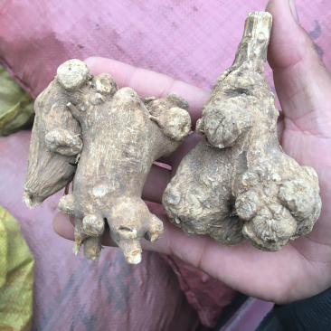 白术精品新货价格美丽
