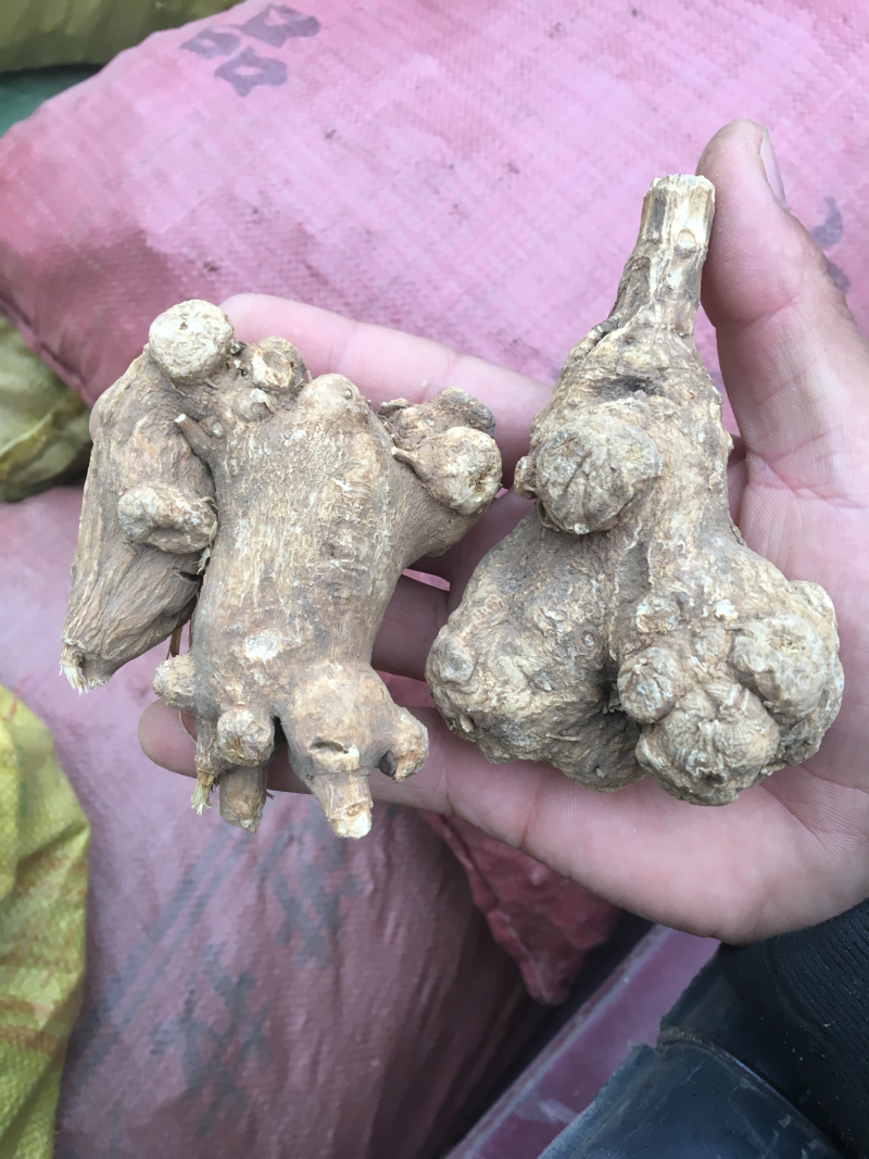 白术精品新货价格美丽