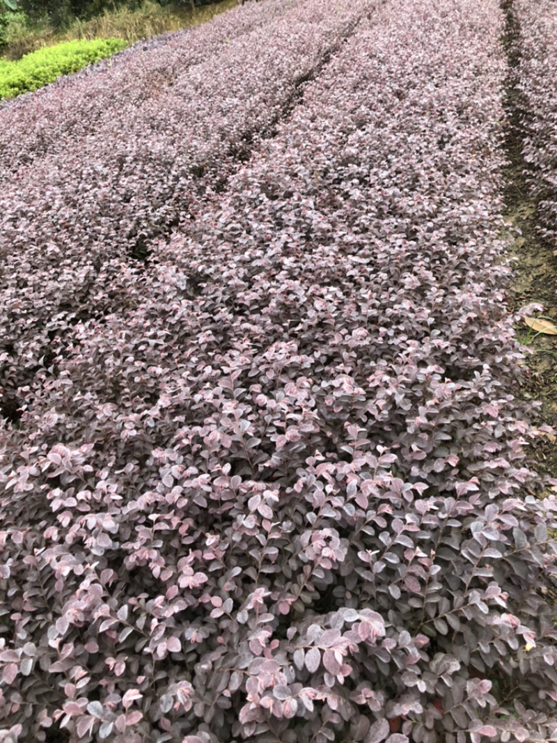 红花继木，精品红花继木，色块小苗，红花继木桩