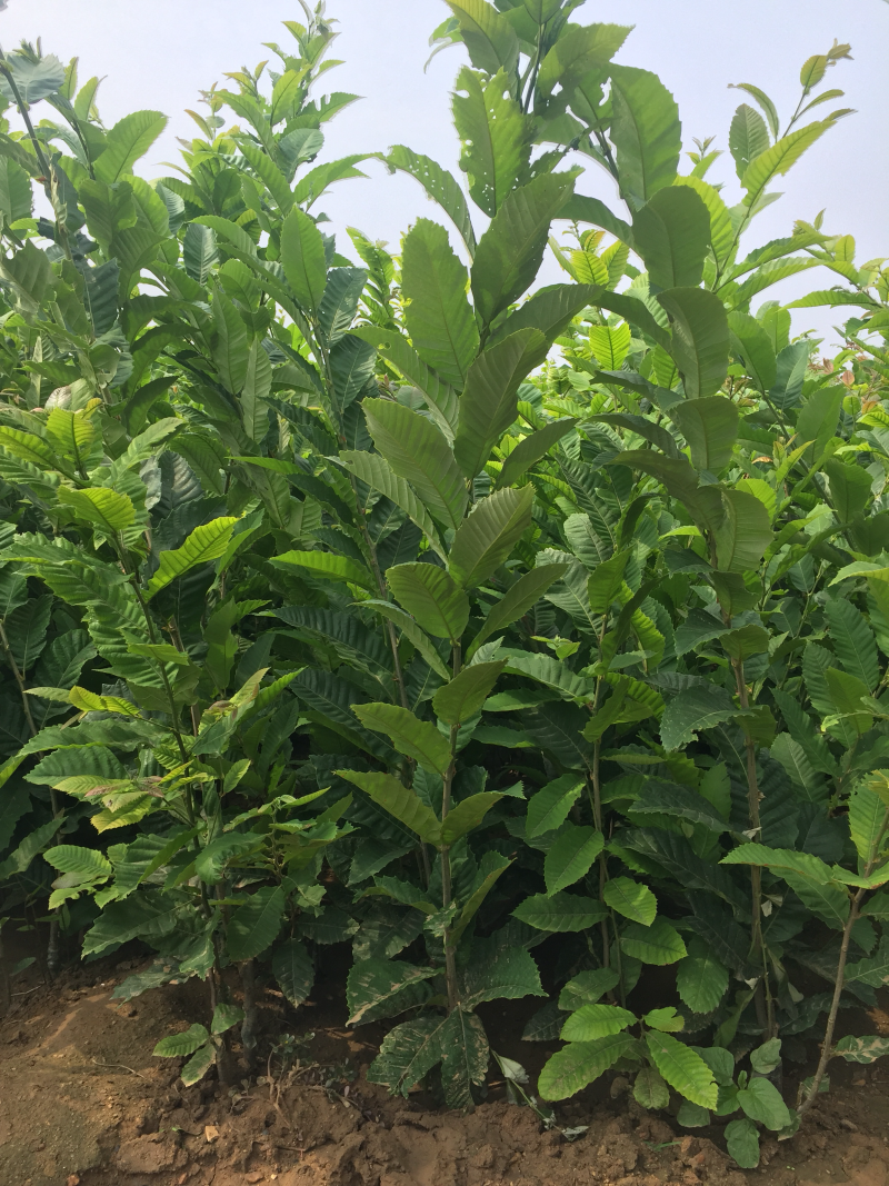 板栗苗/板栗品种介绍/板栗苗价格/板栗苗多少钱