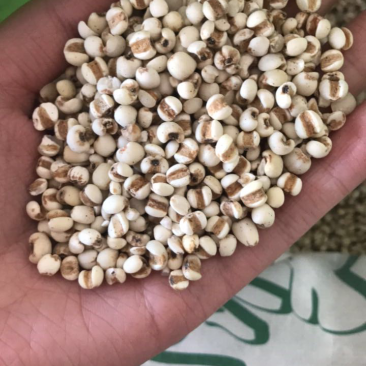 薏苡仁产地贵州中药材大全正品小薏苡仁大量批发
