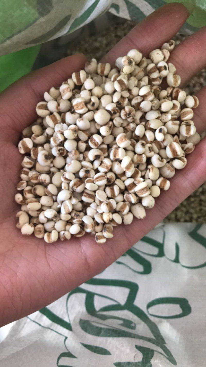 薏苡仁产地贵州中药材大全正品小薏苡仁大量批发
