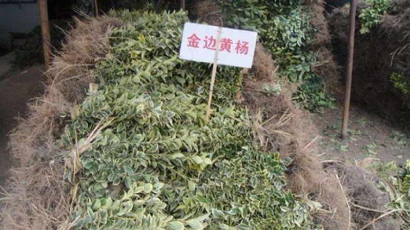 精品金边黄杨，大叶黄杨，瓜子黄杨，工程小苗