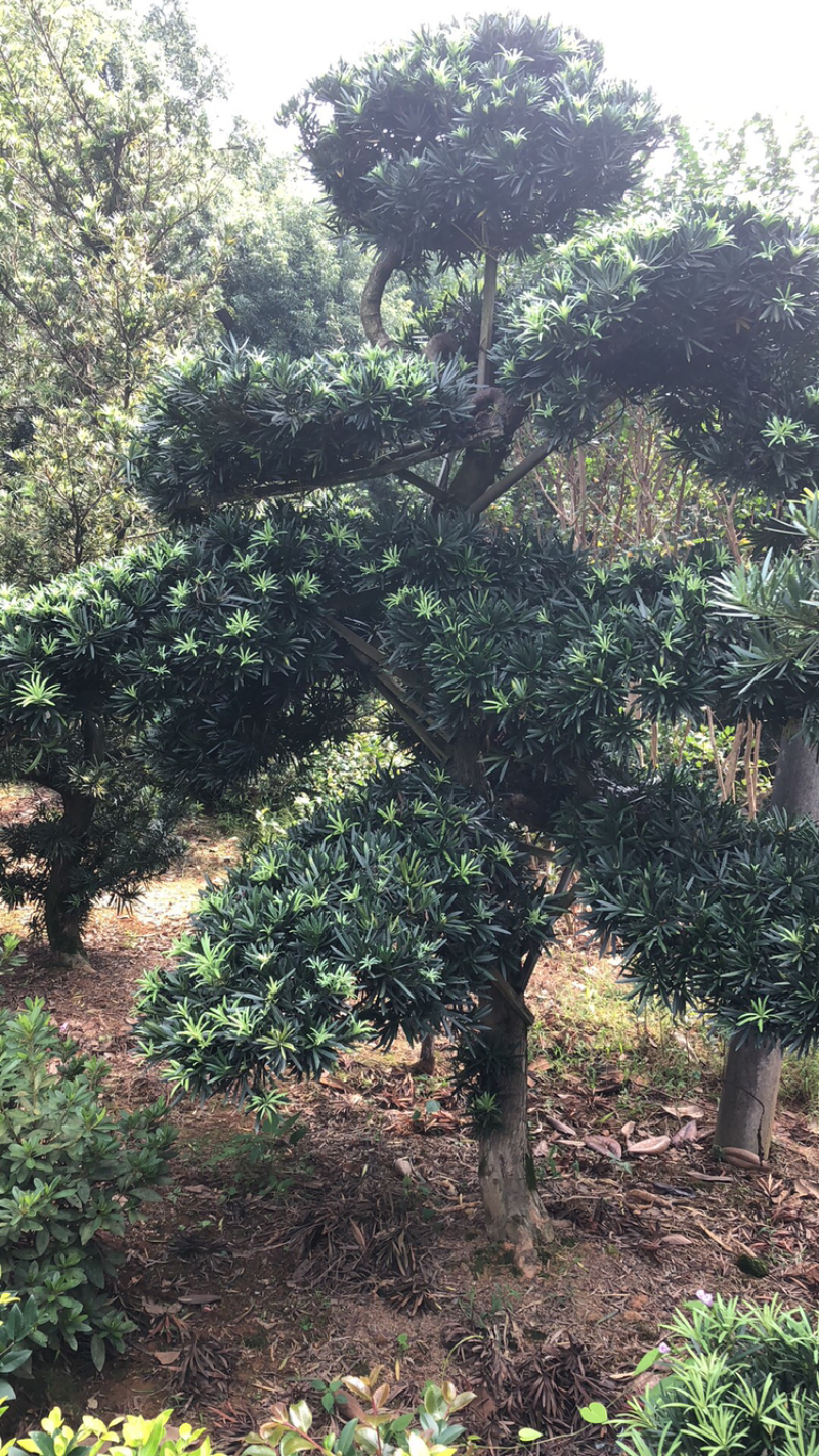 精品罗汉松，罗汉松小苗，雀舌罗汉松，造型罗汉松