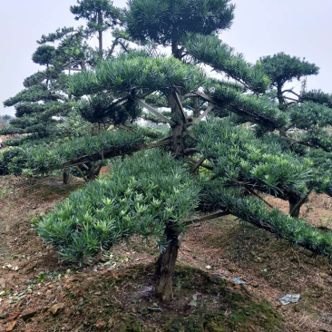 精品罗汉松，罗汉松小苗，雀舌罗汉松，造型罗汉松