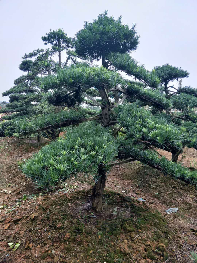 精品罗汉松，罗汉松小苗，雀舌罗汉松，造型罗汉松