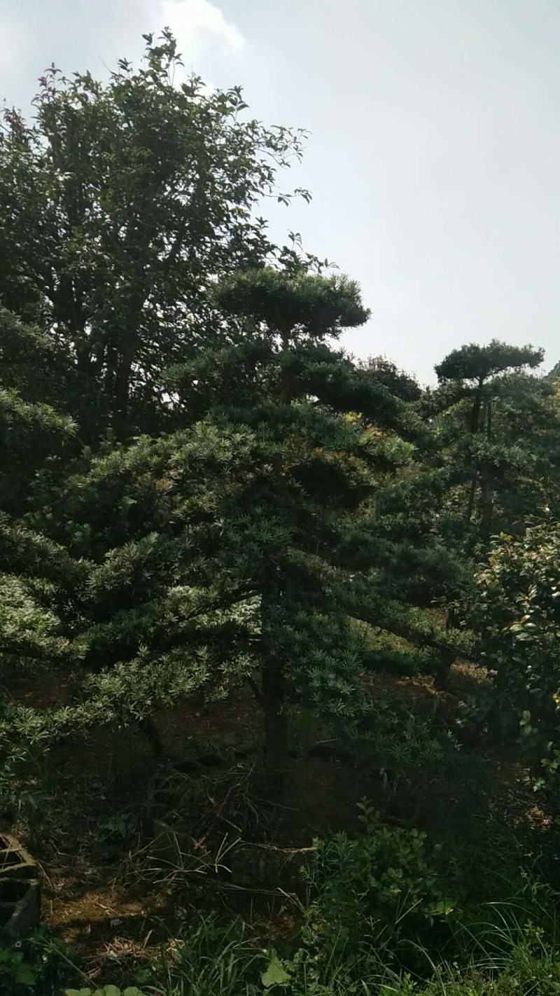 精品罗汉松，罗汉松小苗，雀舌罗汉松，造型罗汉松