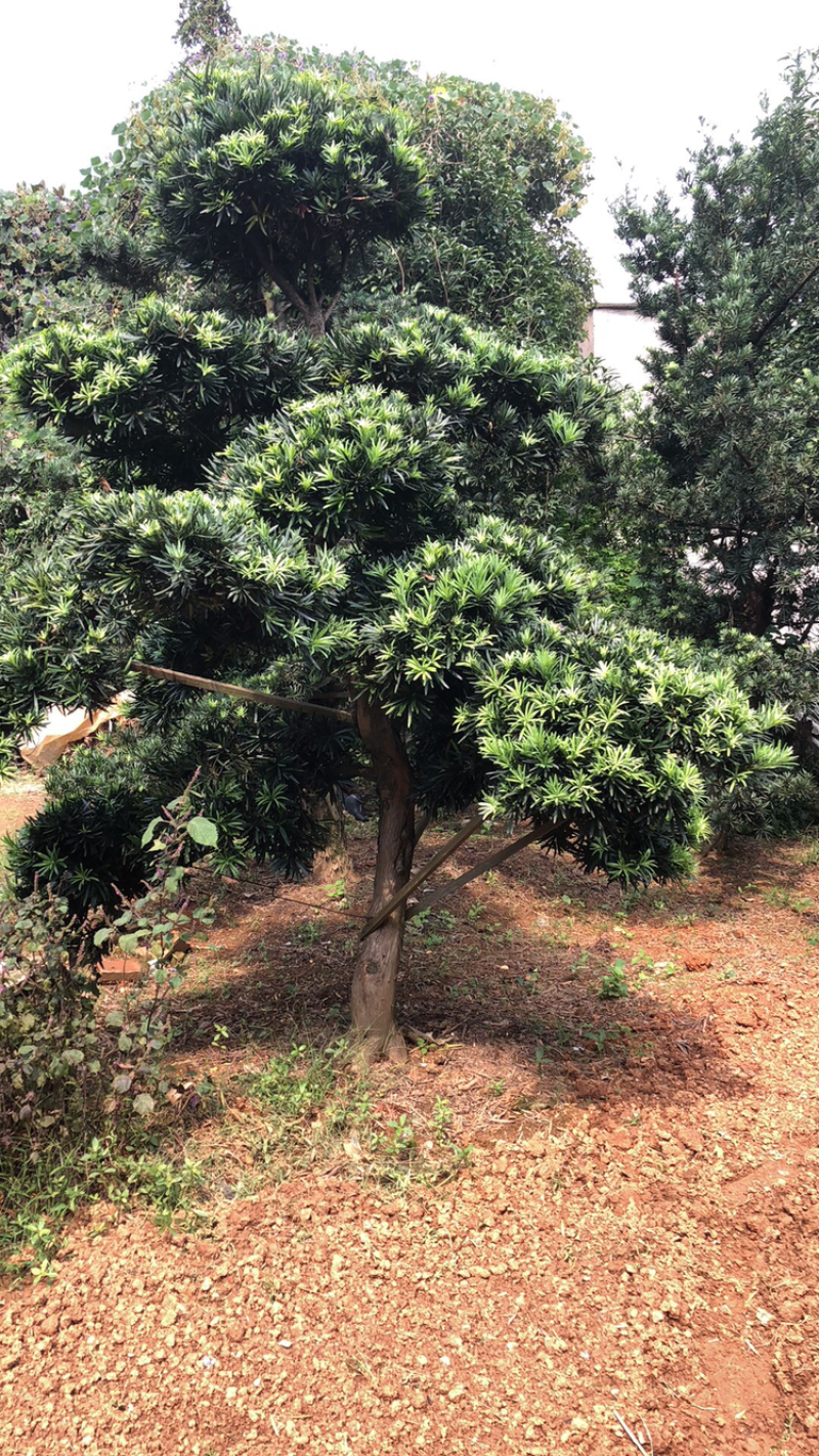 精品罗汉松，罗汉松小苗，雀舌罗汉松，造型罗汉松