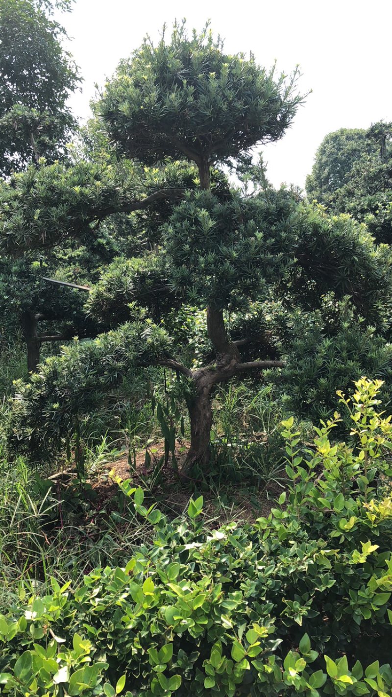精品罗汉松，罗汉松小苗，雀舌罗汉松，造型罗汉松