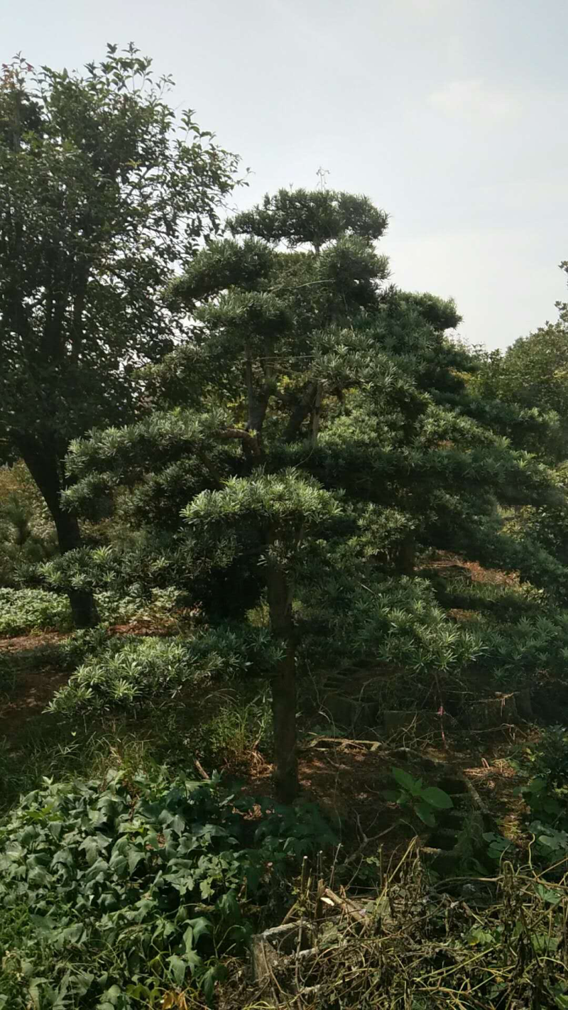 精品罗汉松，罗汉松小苗，雀舌罗汉松，造型罗汉松