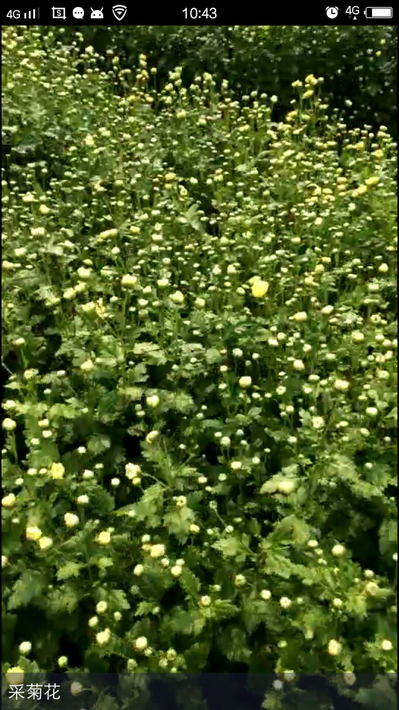 2018新采杭白菊