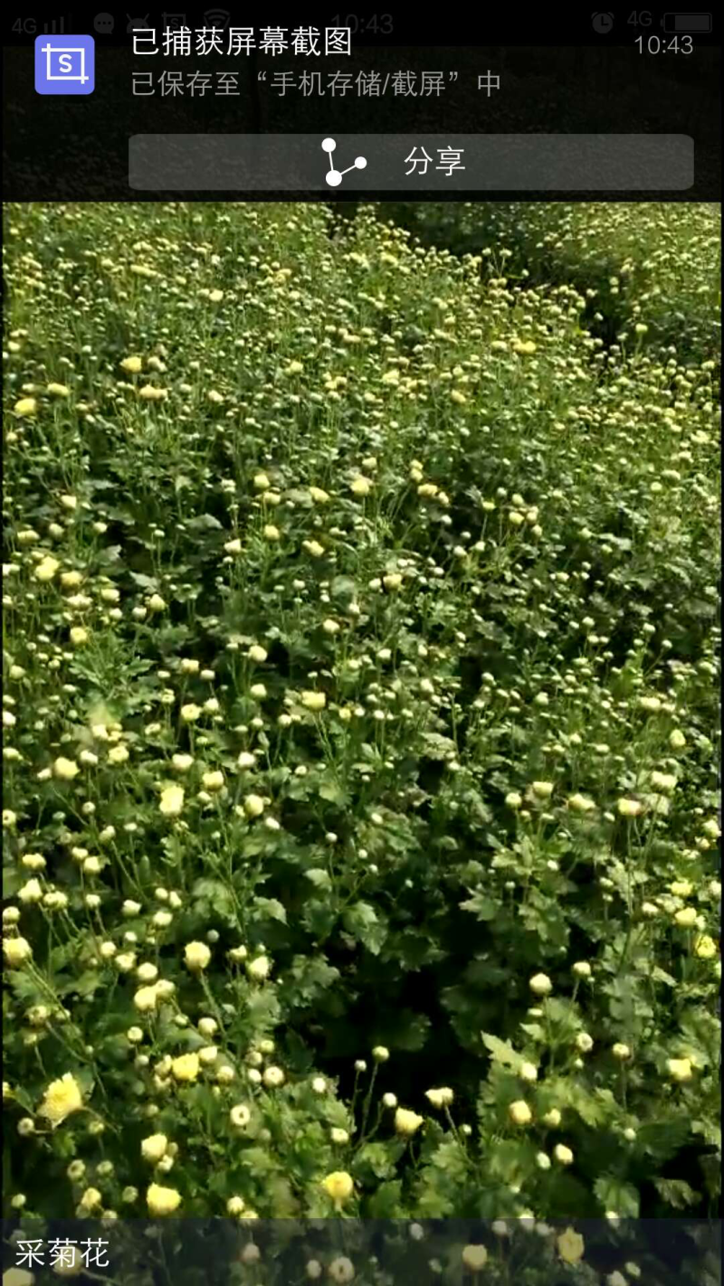 2018新采杭白菊