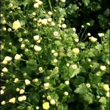 2018新采杭白菊