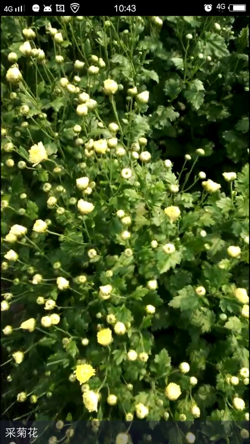 2018新采杭白菊