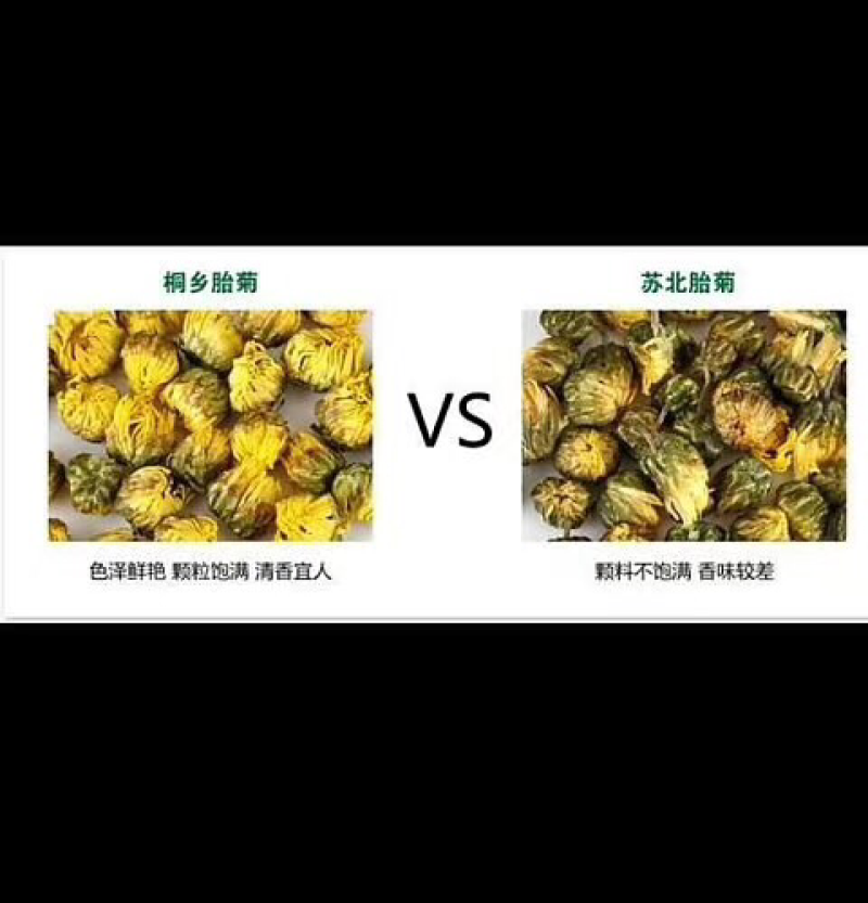 2018新采杭白菊