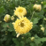 2018新采杭白菊