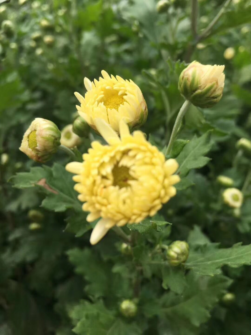 2018新采杭白菊