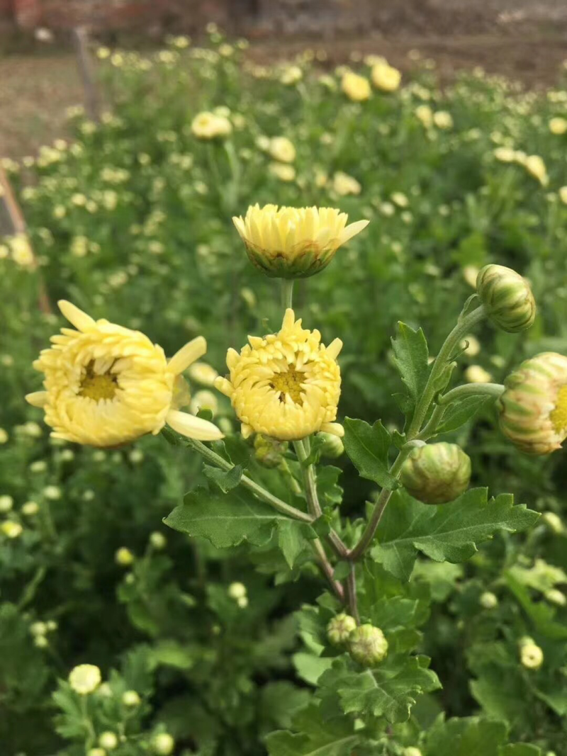 2018新采杭白菊