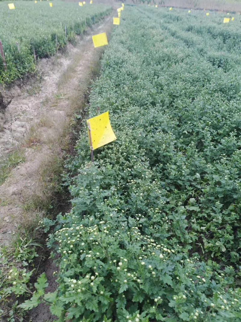 2018新采杭白菊