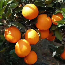 脐橙红橙蜜橘砂糖橘八月橘、产地广西贺州富川