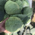 精品旺旺绿甘蓝1~2公斤个头匀称基地直销