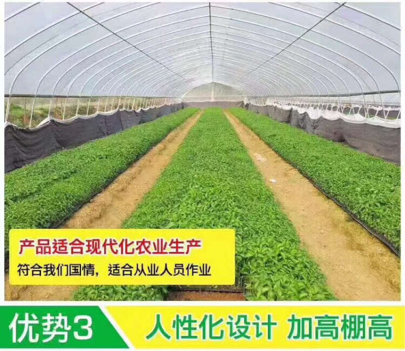 温室钢架大棚蔬菜大棚，养殖大棚，单体棚连体大棚