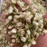 茉莉花茶批发