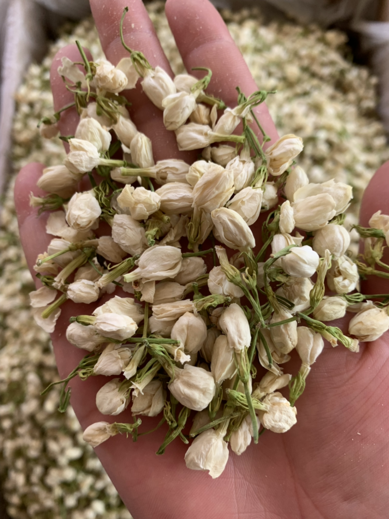 茉莉花茶批发
