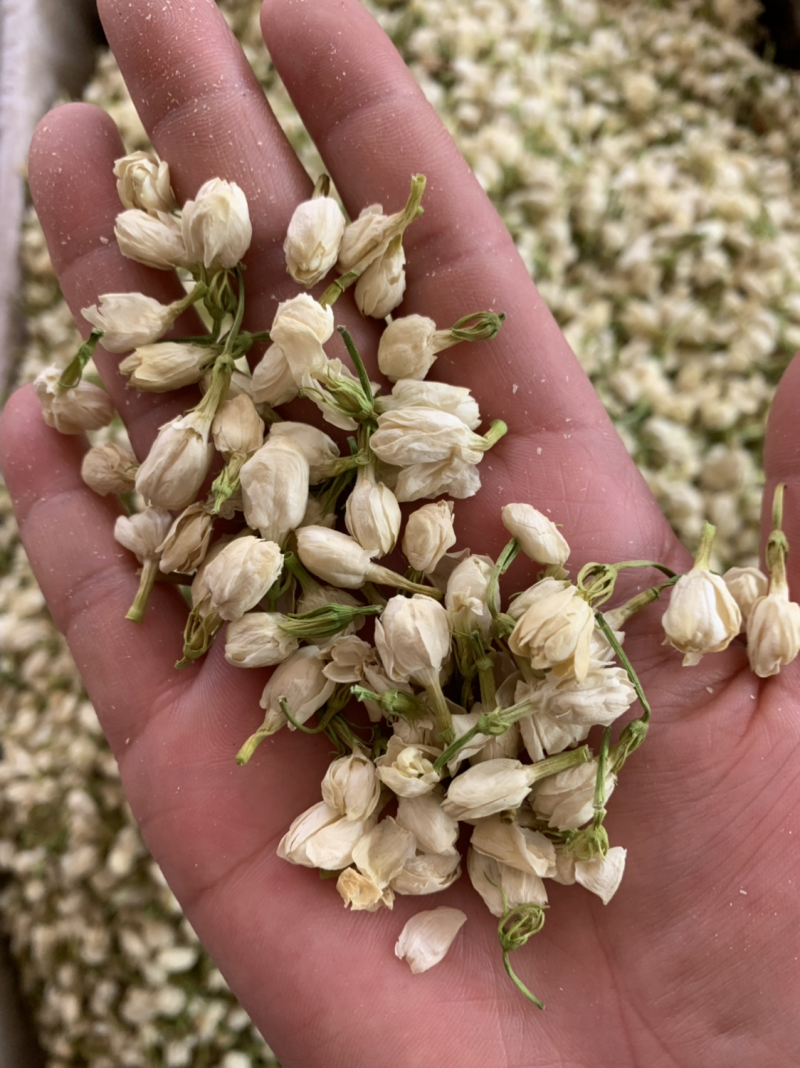 茉莉花茶批发