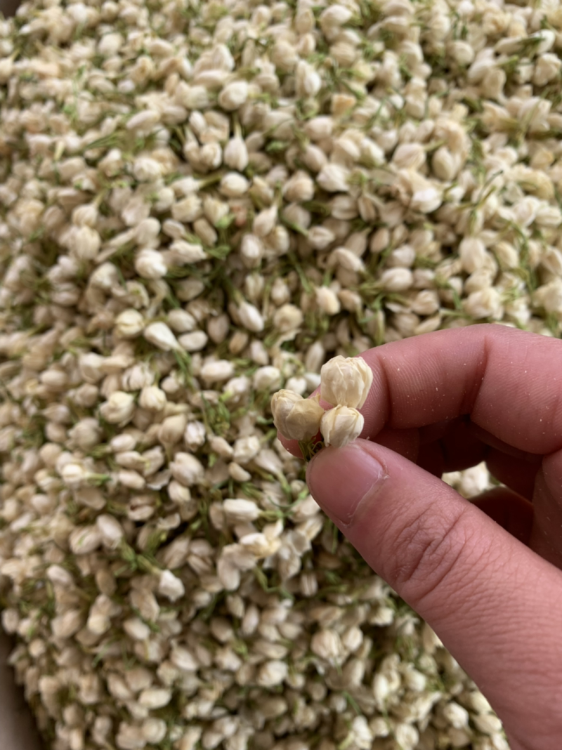 茉莉花茶批发