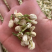 茉莉花茶批发