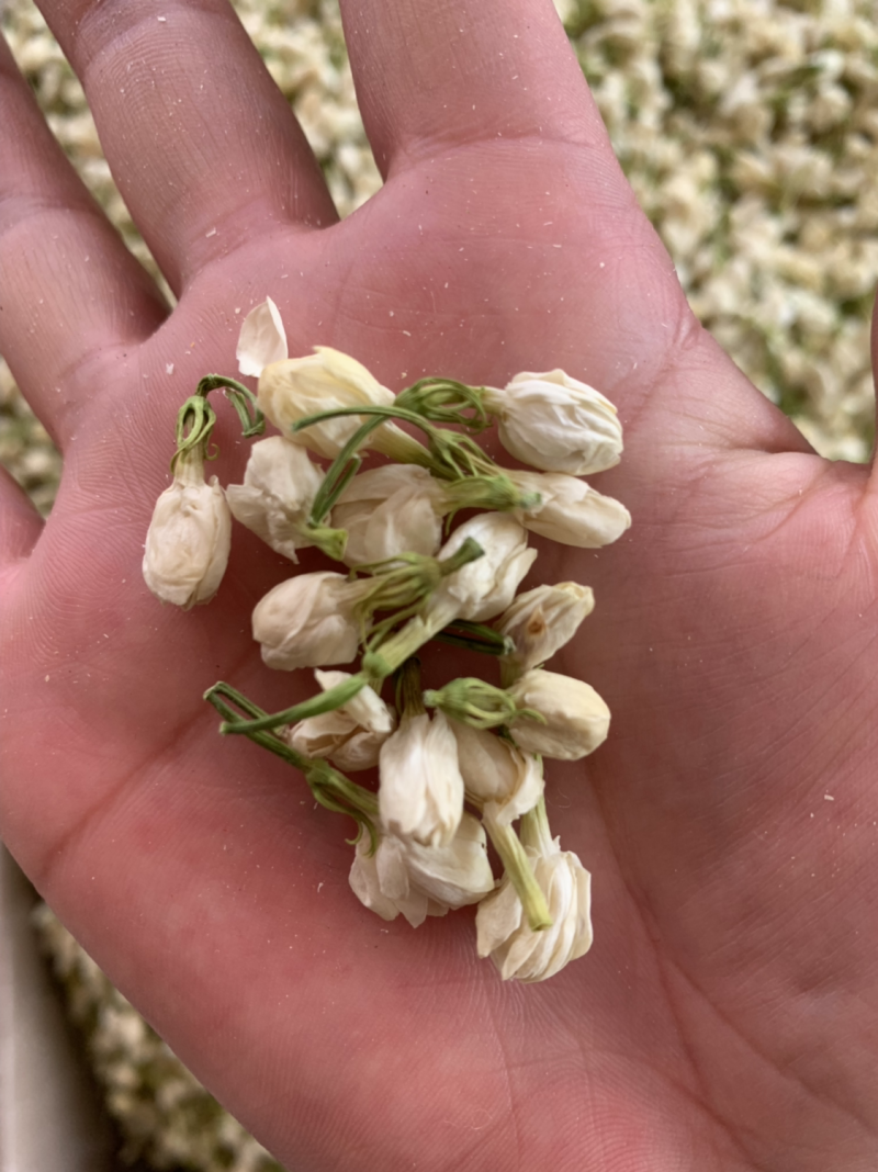 茉莉花茶批发