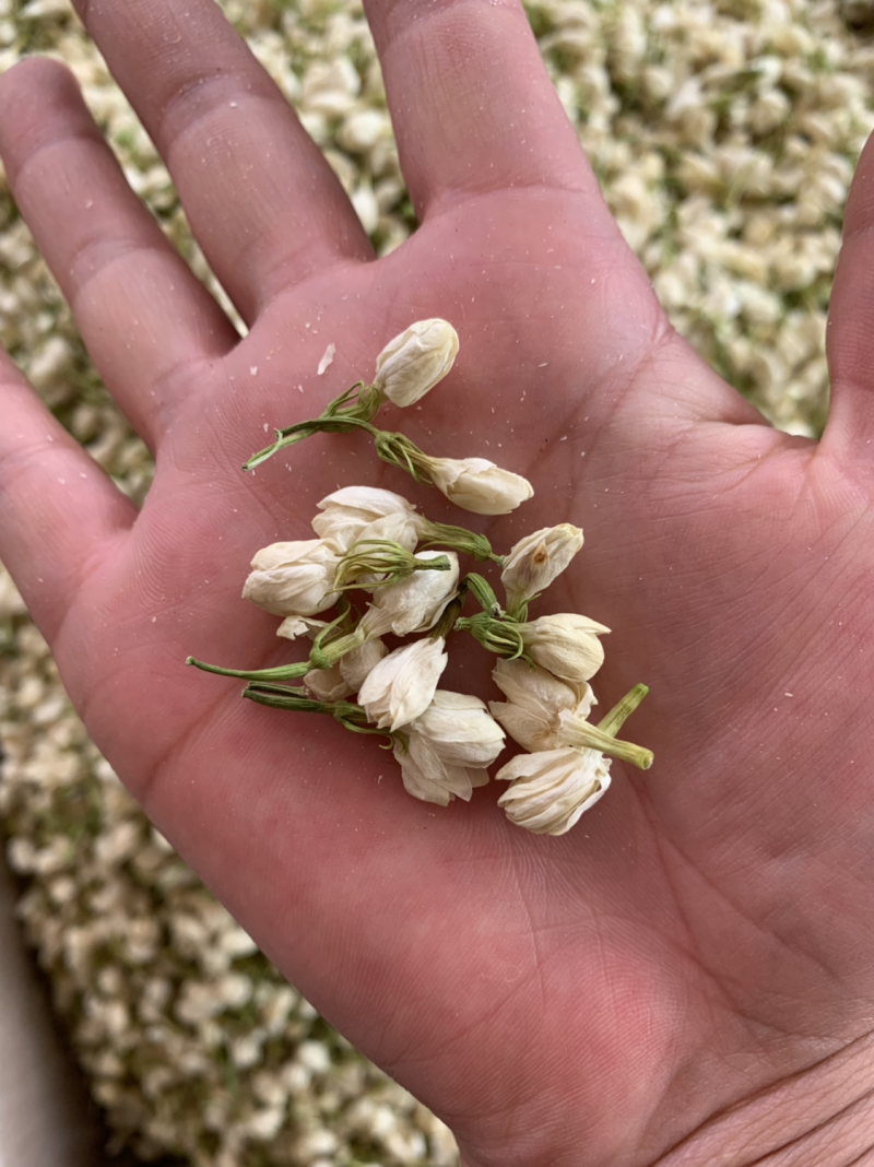 茉莉花茶批发