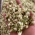 茉莉花茶批发
