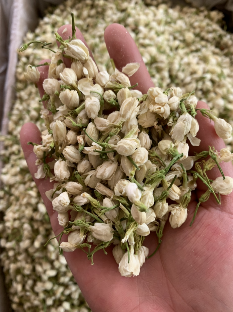 茉莉花茶批发